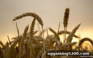 捕鱼王中王带你读懂MG电子游戏返利新政：比例提升与玩法优化全解析