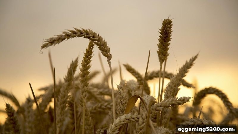 捕鱼王中王带你读懂MG电子游戏返利新政：比例提升与玩法优化全解析